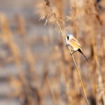 Bartmeise am Schilfhalm