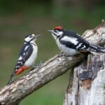Buntspechtweibchen füttert Jungvogel