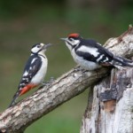 Buntspechtweibchen füttert Jungvogel
