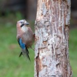 Eichelhäher
