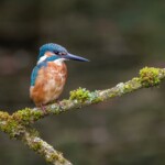 Eisvogel Männchen auf Ansitzast