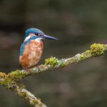 Eisvogel Männchen auf Ansitzast