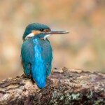 Eisvogel Weibchen