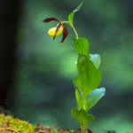 <a href="https://hw-foto.de.cool/foto-bestellung-2020" rel="noopener noreferrer" target="_blank">Direkt zum Online Shop !</a> Frauenschuh nach einem Regenschauer