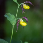 <a href="https://hw-foto.de.cool/foto-bestellung-2020" rel="noopener noreferrer" target="_blank">Direkt zum Online Shop !</a> Frauenschuh - seltene Schönheit