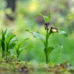 Gelber Frauenschuh - Seltene Schönheit in Bayerns Natur