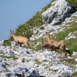 Gamsfamilie unterwegs in den Ammergauer Alpen