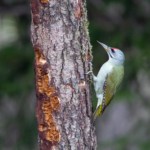 Grauspecht Männchen auf Futtersuche