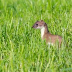 Hermelin auf Futtersuche