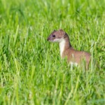 Hermelin auf Futtersuche