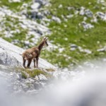Junge Gams auf der Hochplatte Junge Gams in den Ammergauer Alpen