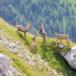Steinböcke in den Ammergauer Alpen